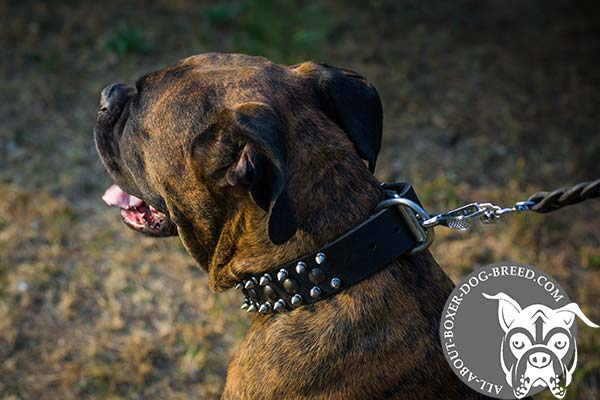 Leather Boxer Collar with Brass Decorations