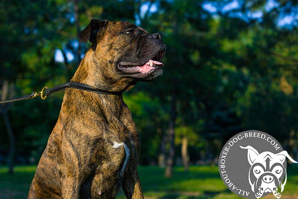 Round Leather Boxer Choke Collar 