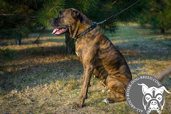 Durable Leather Boxer Collar with Spikes