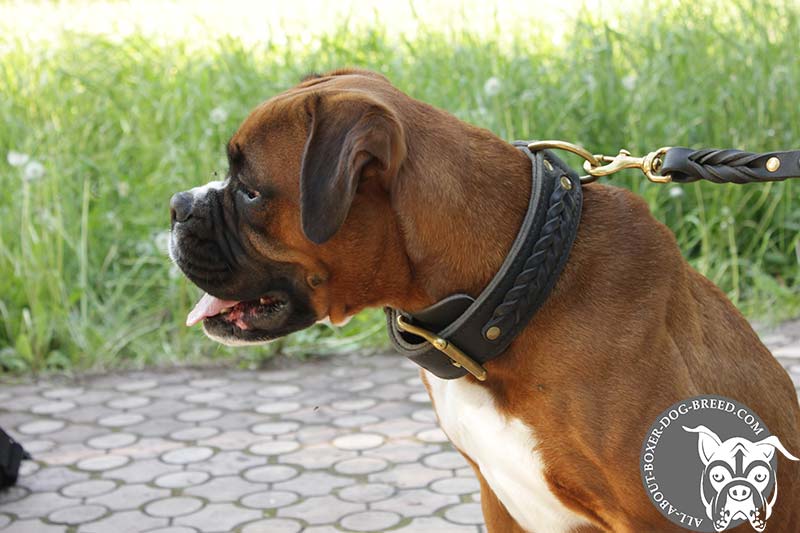 boxer dog collar
