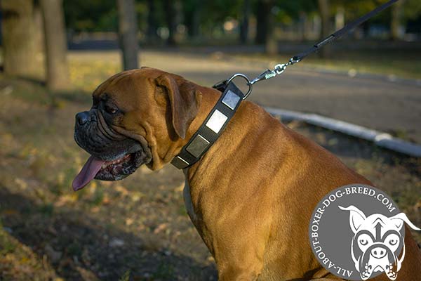 Extravagant Nylon Decorated Collar for Boxer