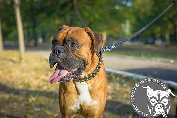 Stylish Leather Boxer Collar with Studs
