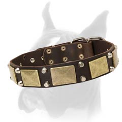 1 1/2 Inches Wide Leather Collar for Boxer with Massive Brass Plates