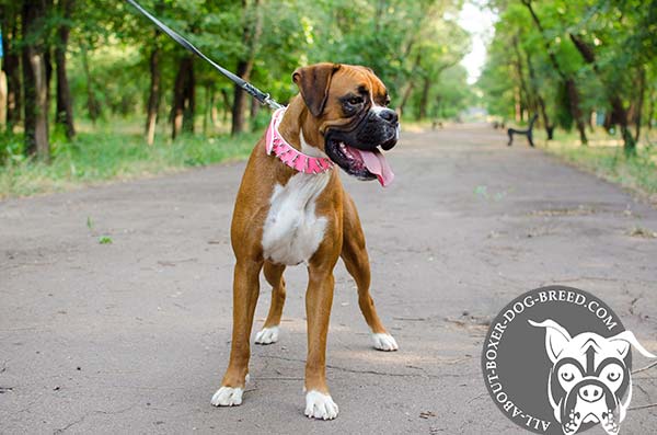 Pink Boxer Collar Made of Genuine Leather