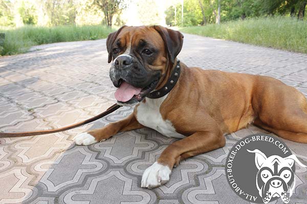 Wide Leather Decorated Collar for Boxer