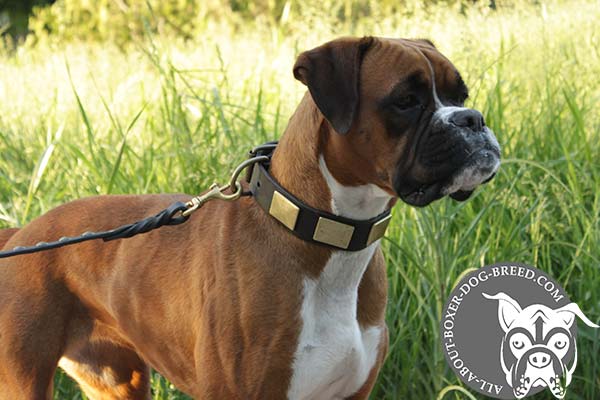Leather Boxer Collar Decorated with Brass Plates
