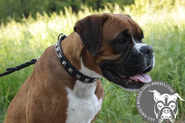 Leather Collar with Nickel Studs for Boxer  