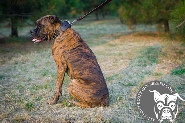 Super Strong Leather Boxer Collar