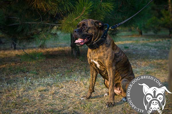 Reliable Leather Dog Collar for Boxer
