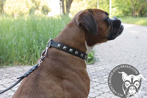 Leather Boxer Collar with Nickel Studs