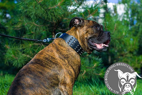 Nickel Plated Buckle and D-Ring on Leather Boxer Collar