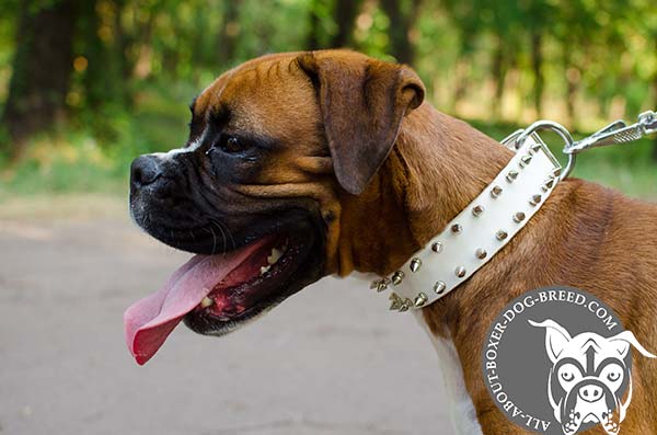 Nickel Plated Decorations on Leather Boxer Collar