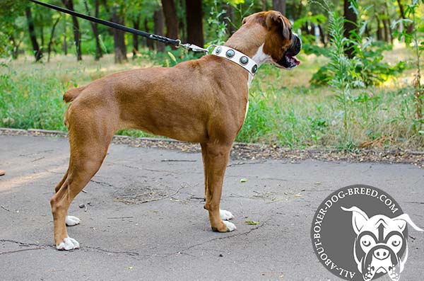 Wide White Leather Collar for Boxer