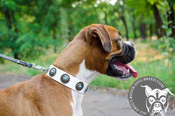 Stylish White Leather Boxer Collar with D-Ring  