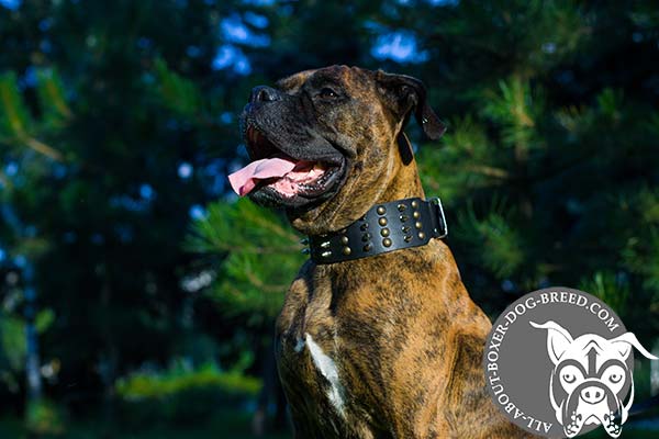 Leather Boxer Collar with Hand Set Spikes