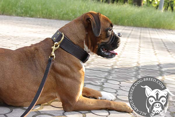 Durable Leather Boxer Collar with Brass D-Ring