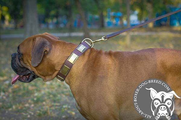 Leather Boxer Collar with Brass Hardware and Plates