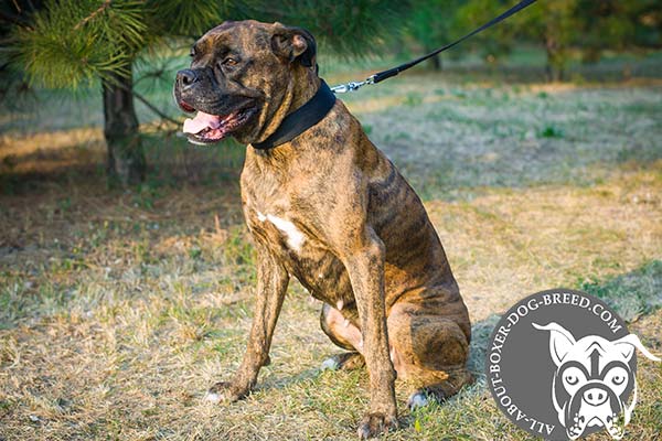 Wide Lightweight Nylon Boxer Collar 