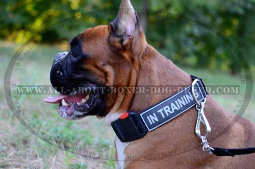 All-Weather Nylo Collar for Boxer with Identification Patches
