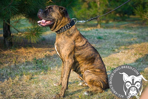 Boxer Collar Made of Natural Leather