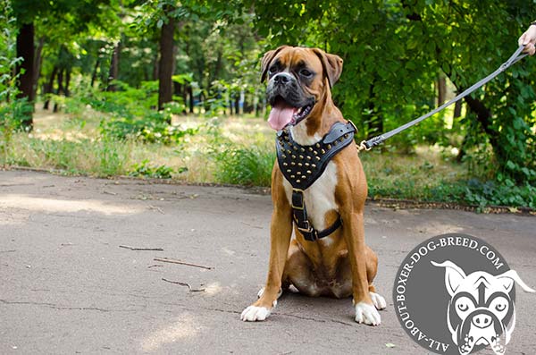 Quick Release Buckle on Boxer Harness