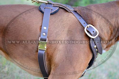 Luxury Harness with Padding