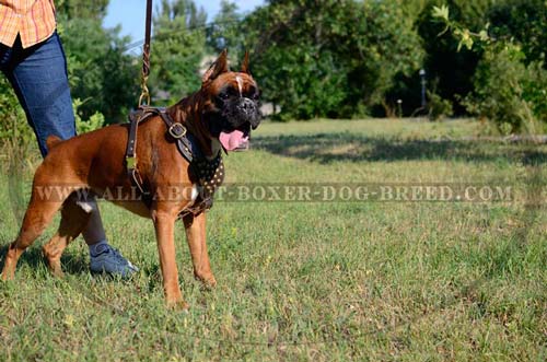 Comfortable Harness with Wide and soft straps