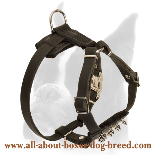 Leather Harness with handle to walk Boxer