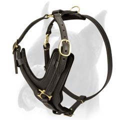 Luxury Harness for Everyday walks