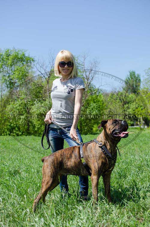 Boxer Leather Harness For Professional Training