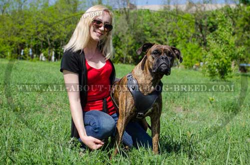 Boxer Leather Harness Four-Way Adjustable