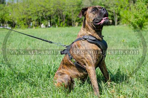Sistainable Leather Harness For Dog