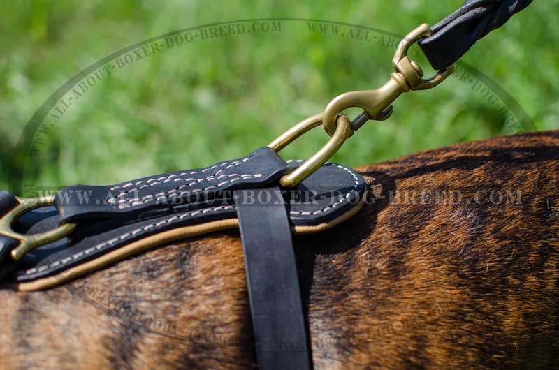 Designer Leather Boxer 【Muzzle】 with Studs and Spikes : Boxer Breed: Dog  harness, Boxer dog muzzle, Boxer dog collar