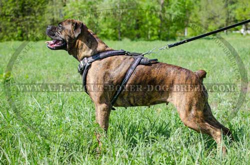 Boxer Leather Harness For Professional Training