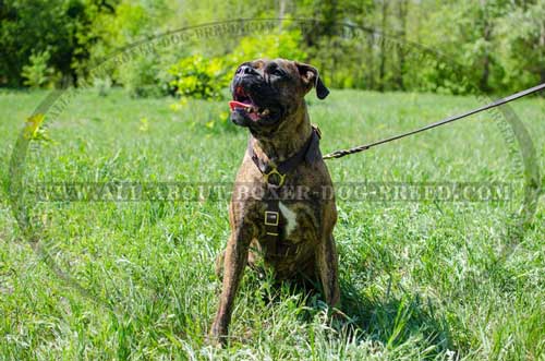 Ultra Comfortable Leather Harness For Boxer