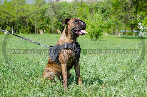 Nylon Harness For Boxer's Tracking