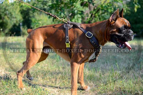 Harness with Quick release buckle