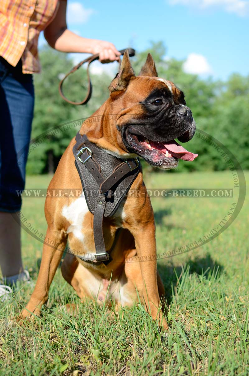 Fantastic Spiked leather Boxer Harness [H9B##1035 Spiked Dog Harness (brass)]  : Boxer dog harness, Boxer dog muzzle, Boxer dog collar, Dog leashes