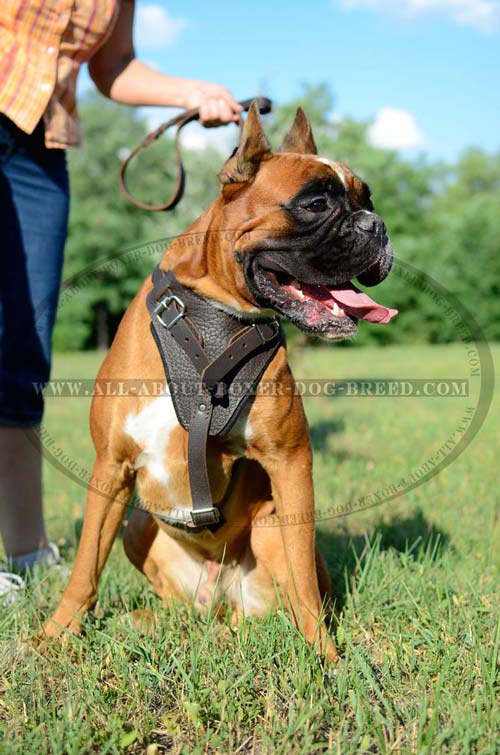 Perfect  Boxer Dog Harness with Felt Lining