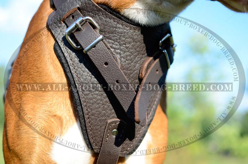 Fantastic Spiked leather Boxer Harness [H9B##1035 Spiked Dog Harness (brass)]  : Boxer dog harness, Boxer dog muzzle, Boxer dog collar, Dog leashes