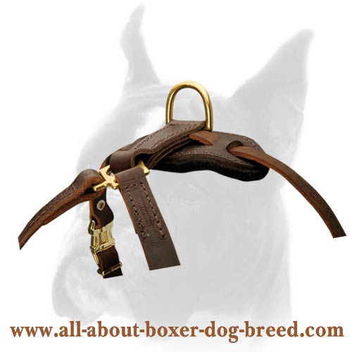 Fantastic Spiked leather Boxer Harness [H9B##1035 Spiked Dog Harness (brass)]  : Boxer dog harness, Boxer dog muzzle, Boxer dog collar, Dog leashes