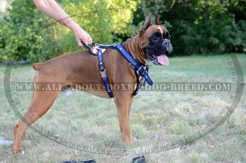 Exclusive design Comfortable Dog Harness