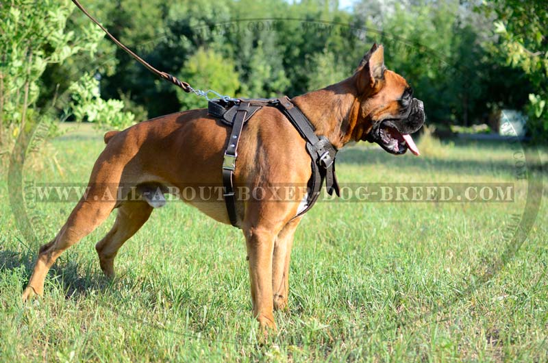 Fantastic Spiked leather Boxer Harness [H9B##1035 Spiked Dog Harness (brass)]  : Boxer dog harness, Boxer dog muzzle, Boxer dog collar, Dog leashes