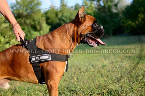 Perfect Dog Harness with ID Patches