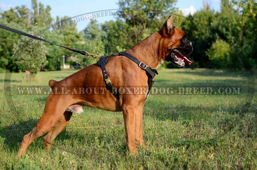 Dog Harness with Brass fixtures