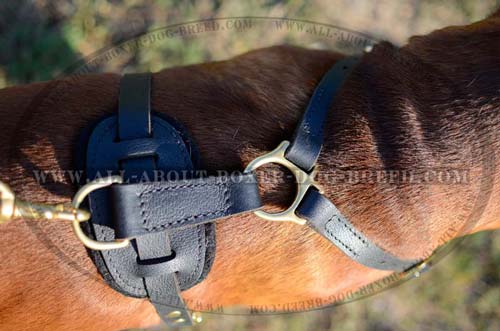 Harness with Quick release buckle