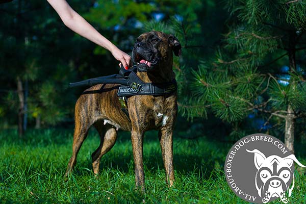 Boxer black leather harness of genuine materials with handle for perfect control