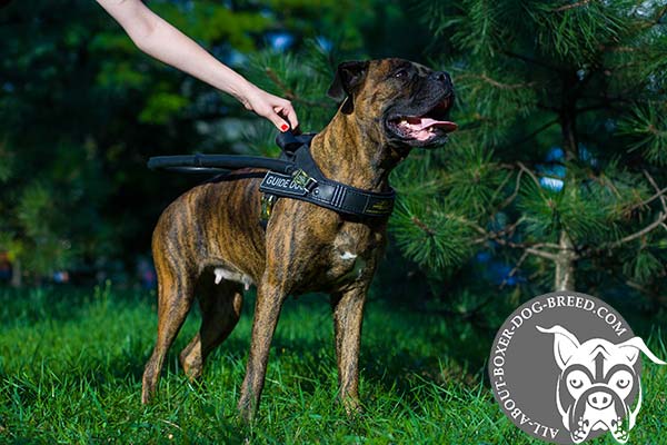 Leather Boxer Guide Harness with Buckles for Easy Adjustment