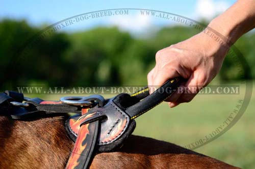 Exclusive Boxer Dog Harness with Hand Set Pattern