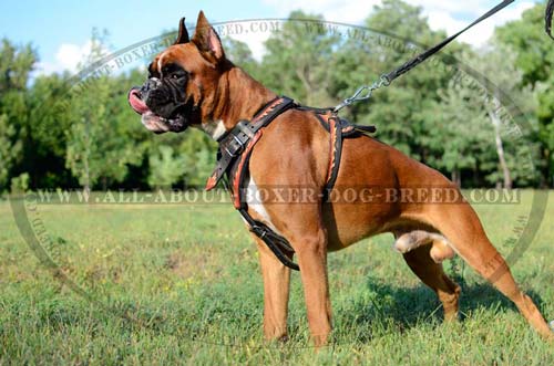 Heavy Duty Harness for Attack-Aggitation Training Hand Painted